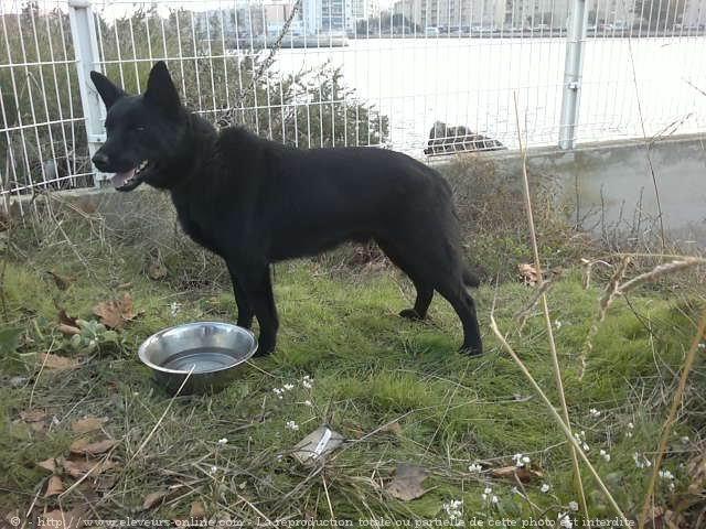 Australian kelpie