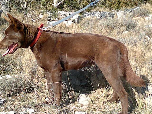 Australian kelpie