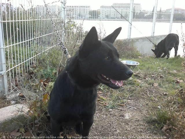 Australian kelpie