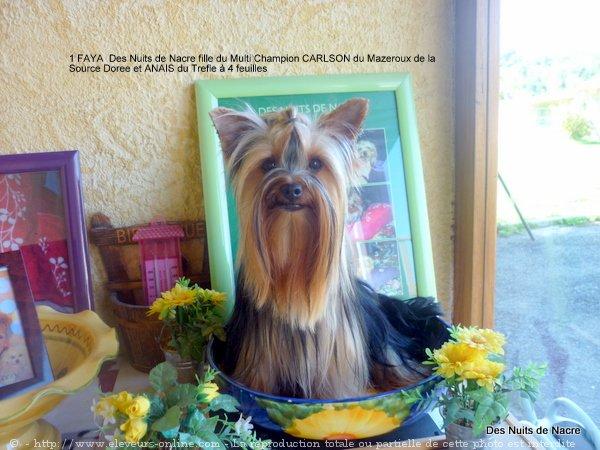 Yorkshire terrier