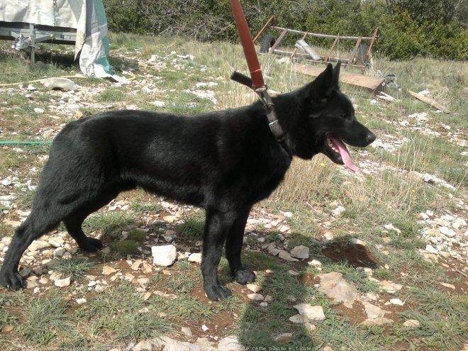 Australian kelpie