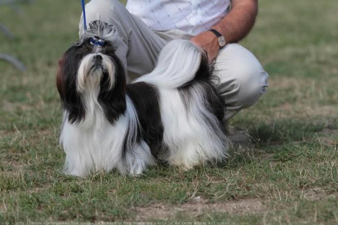 Shih tzu