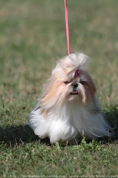 Shih tzu