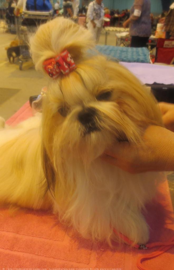 Shih tzu