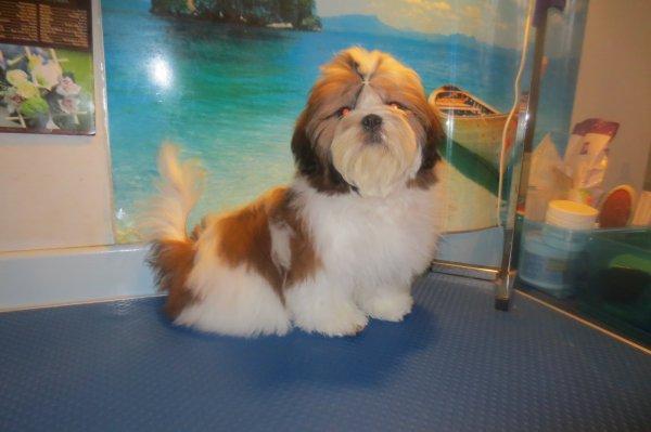 Shih tzu