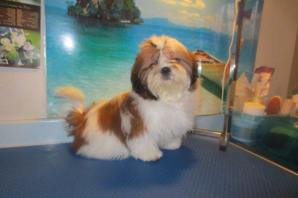 Shih tzu