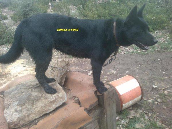 Australian kelpie