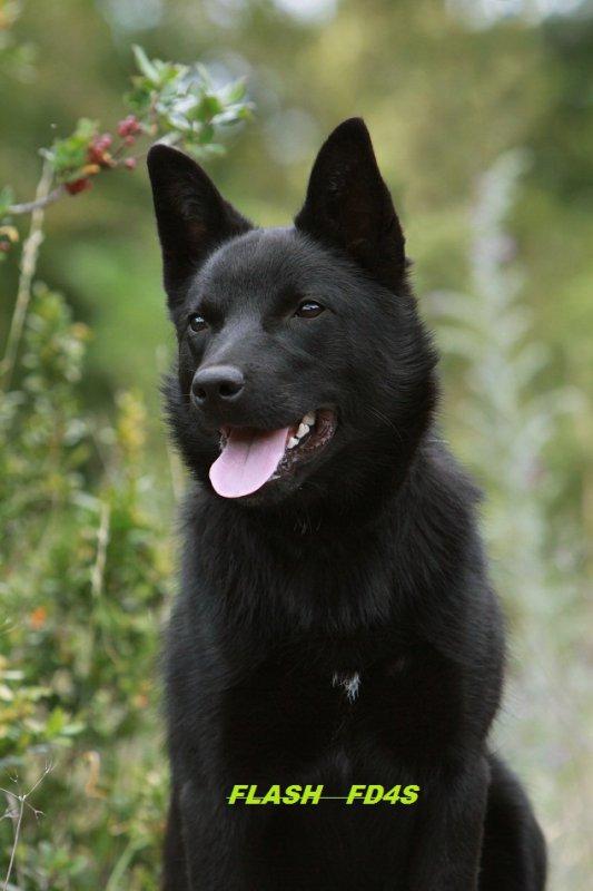 Australian kelpie