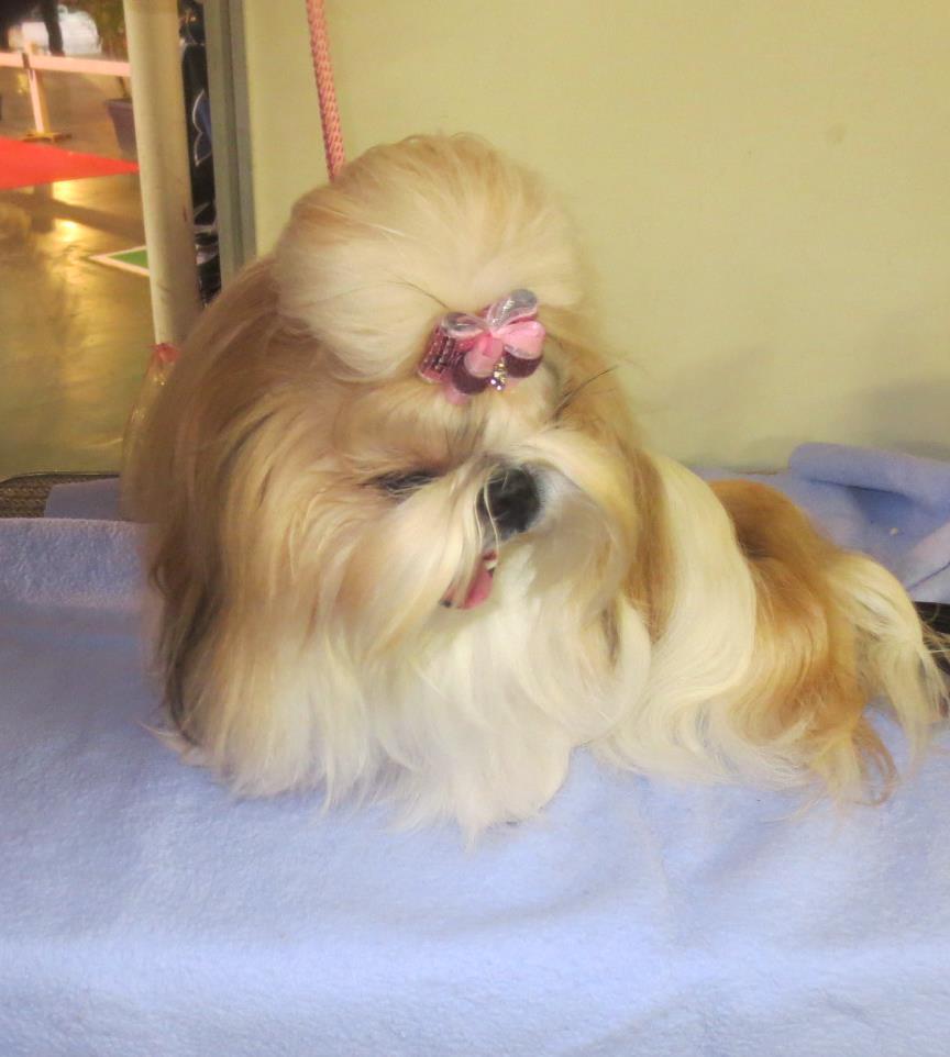 Shih tzu