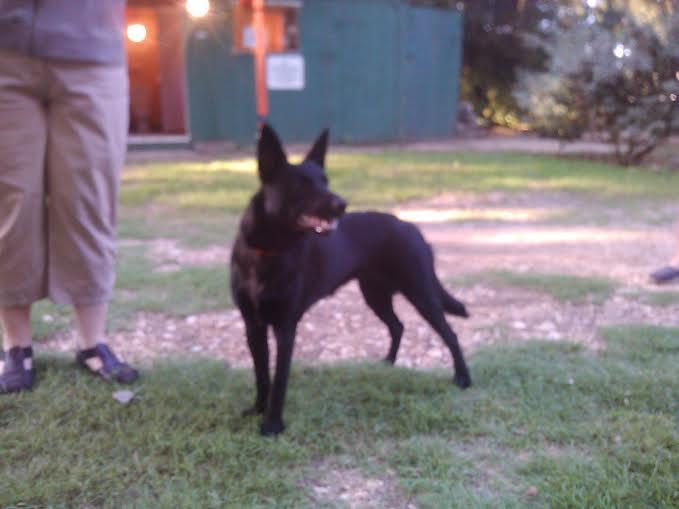 Australian kelpie