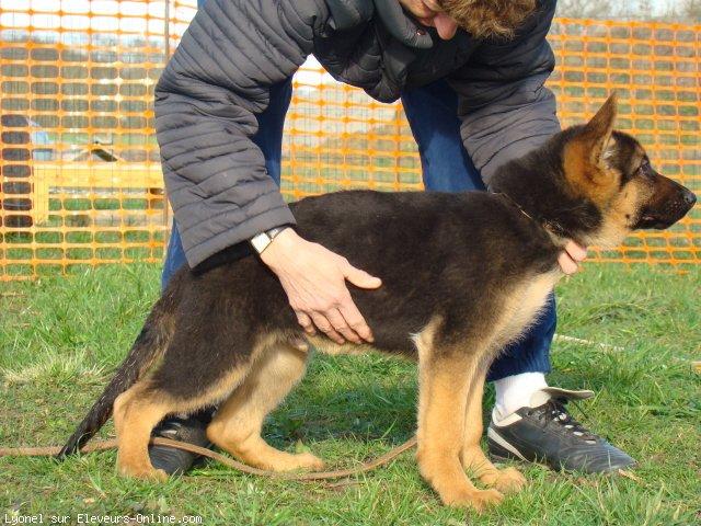 Berger allemand  poil court