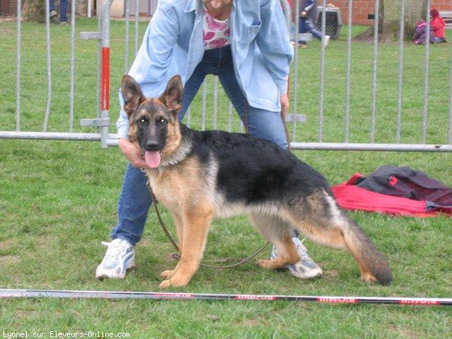 Berger allemand  poil court