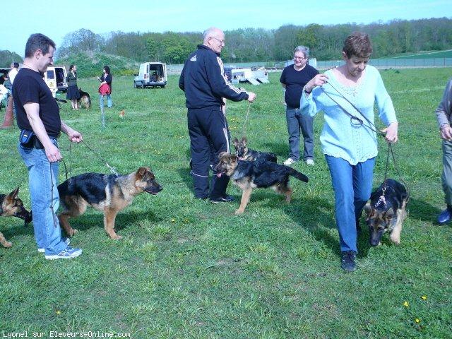 Berger allemand  poil court