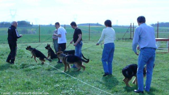 Berger allemand  poil court