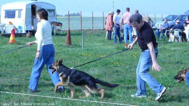 Berger allemand  poil court