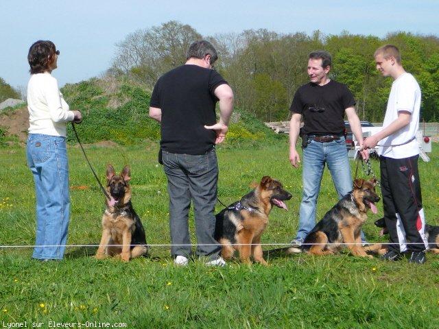 Berger allemand  poil court