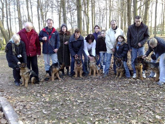 Berger allemand  poil court