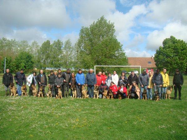 Berger allemand  poil court