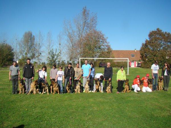 Berger allemand  poil court