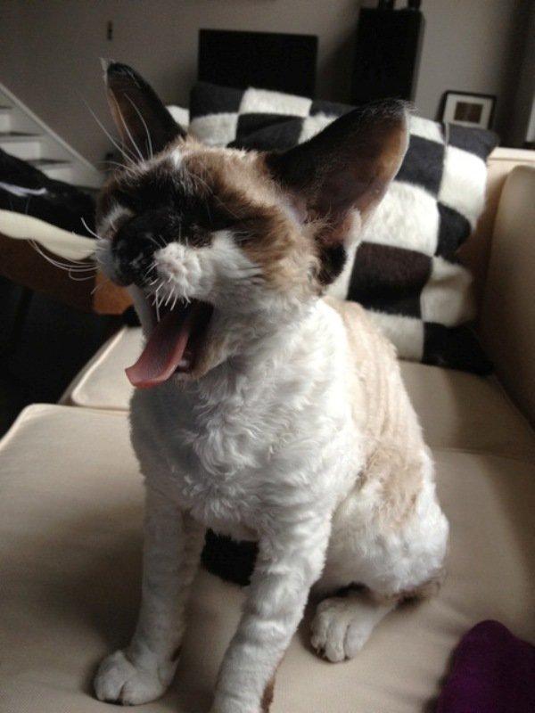 Devon rex