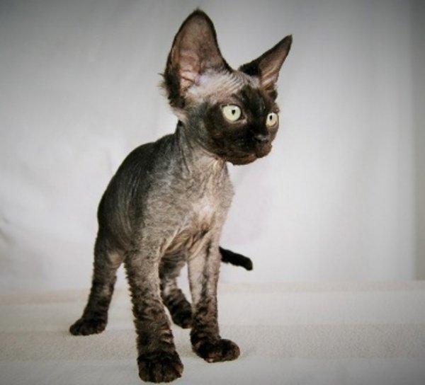 Devon rex