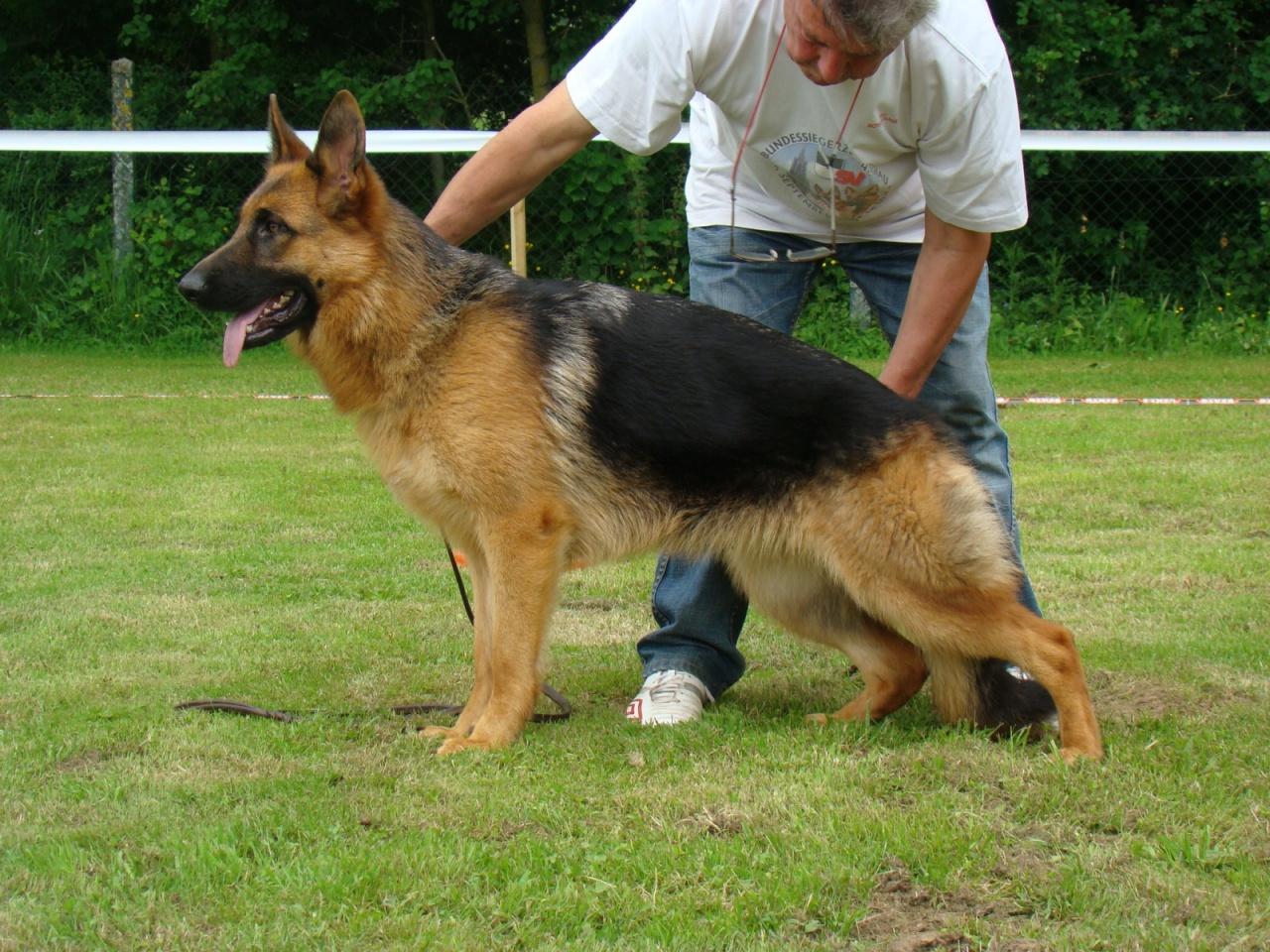 Berger allemand  poil court