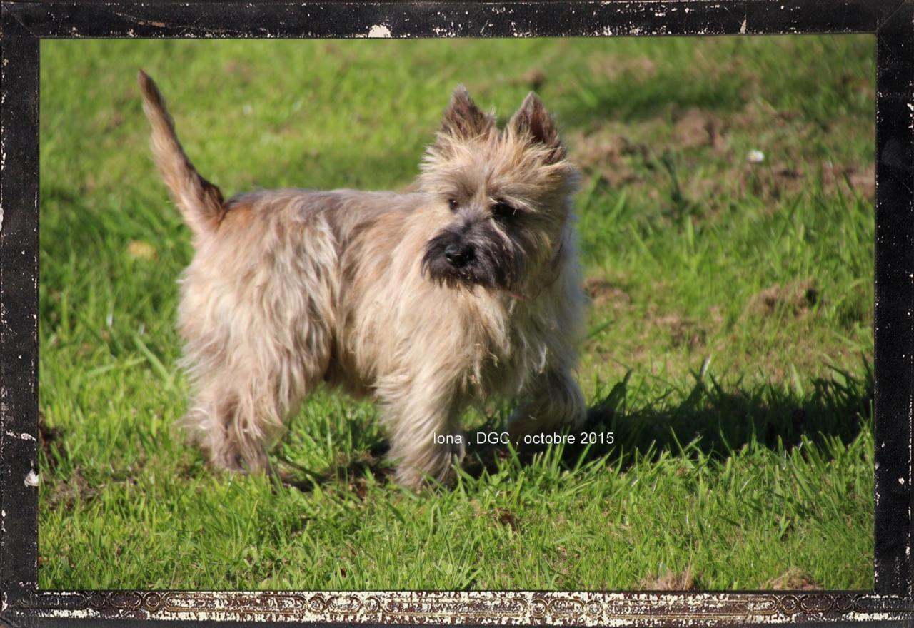 Cairn terrier