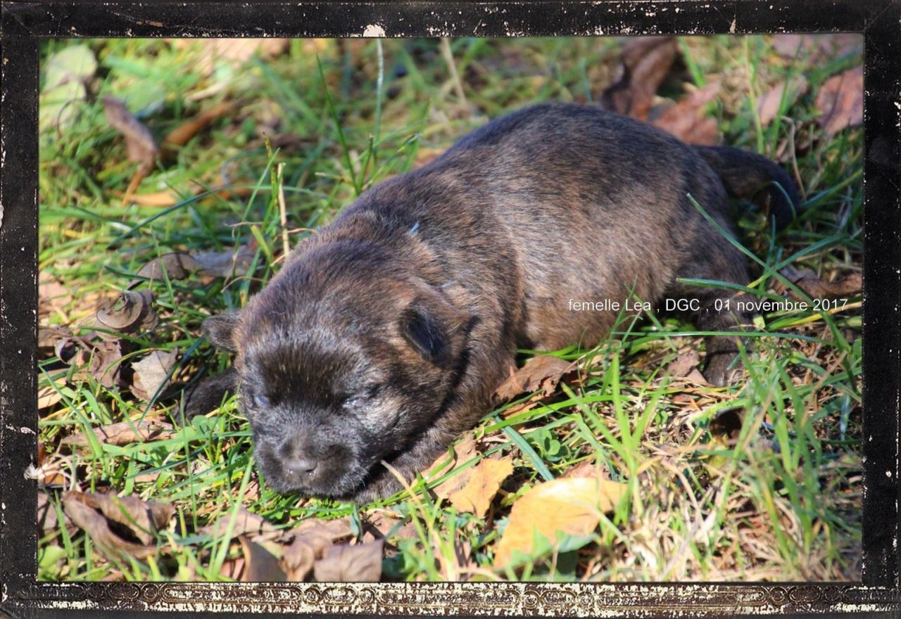 Cairn terrier