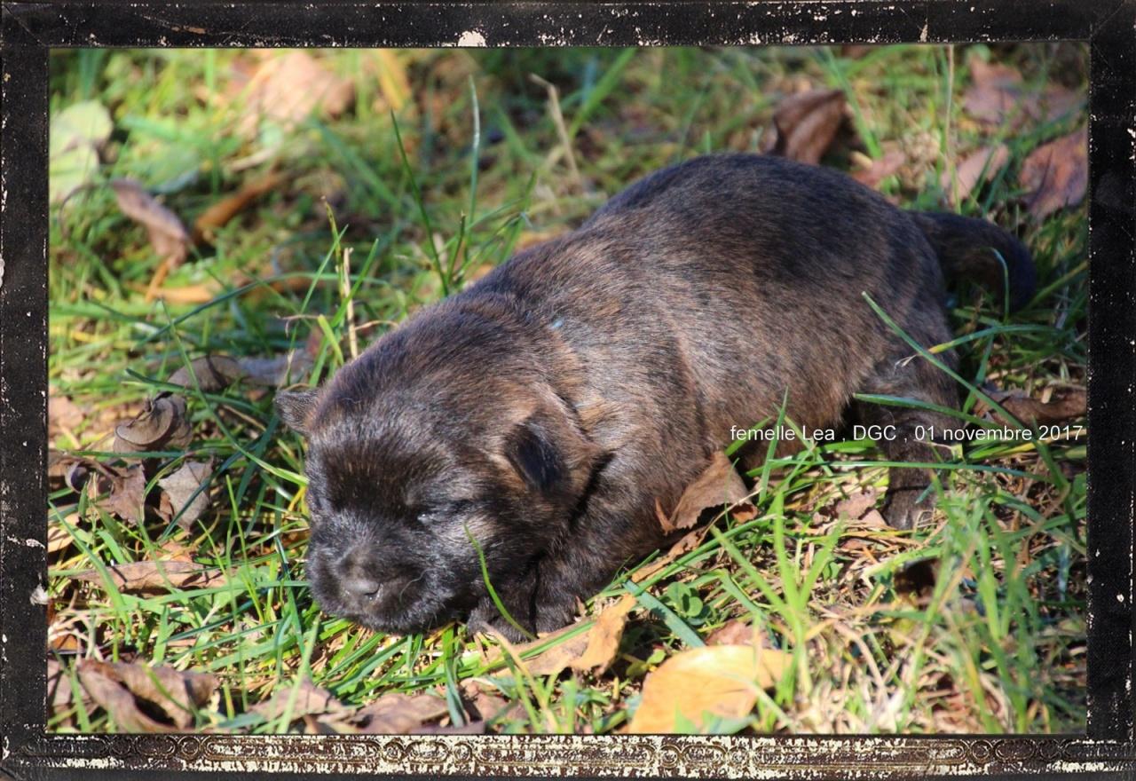 Cairn terrier