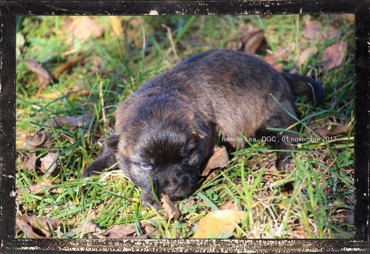 Cairn terrier