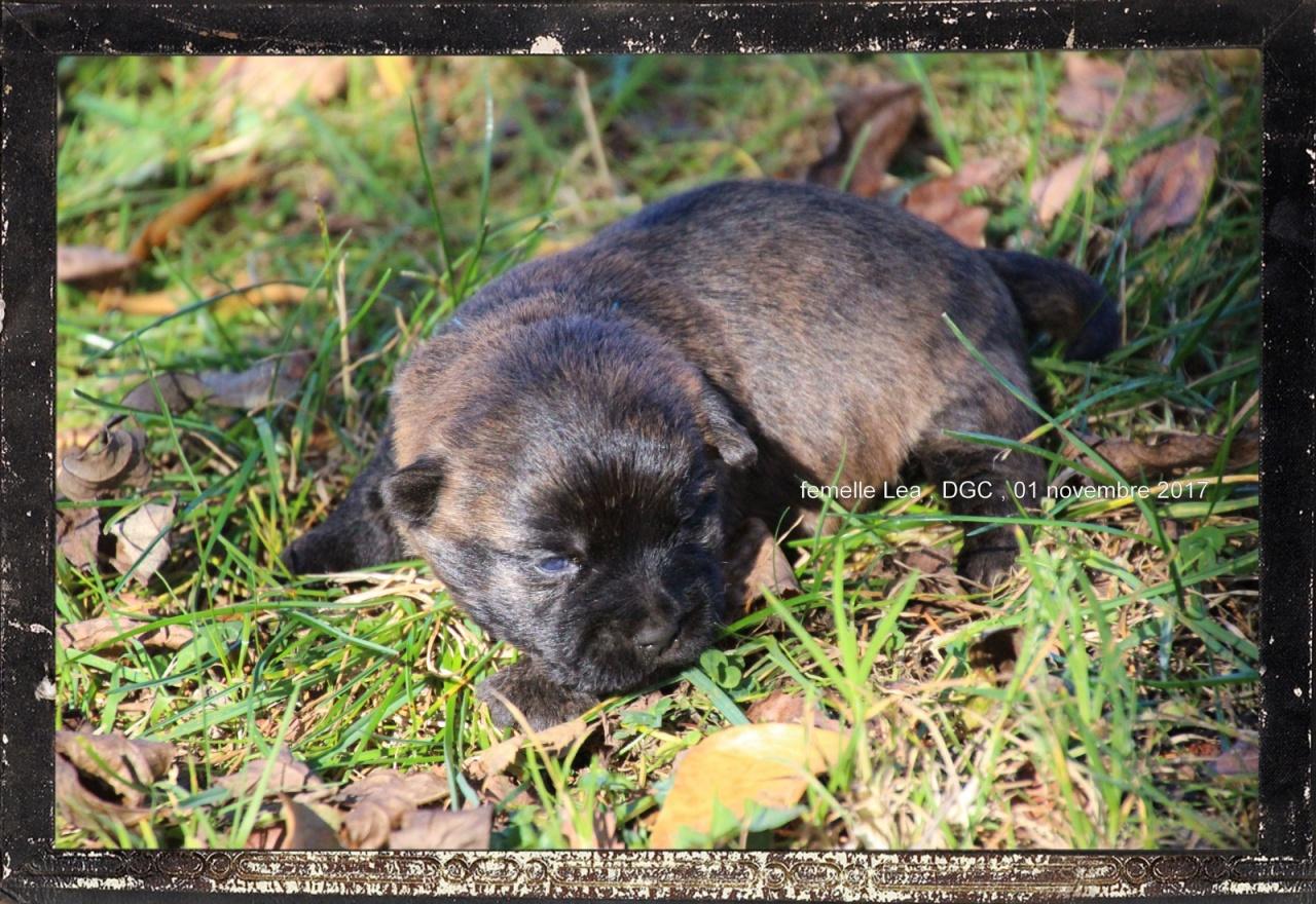 Cairn terrier