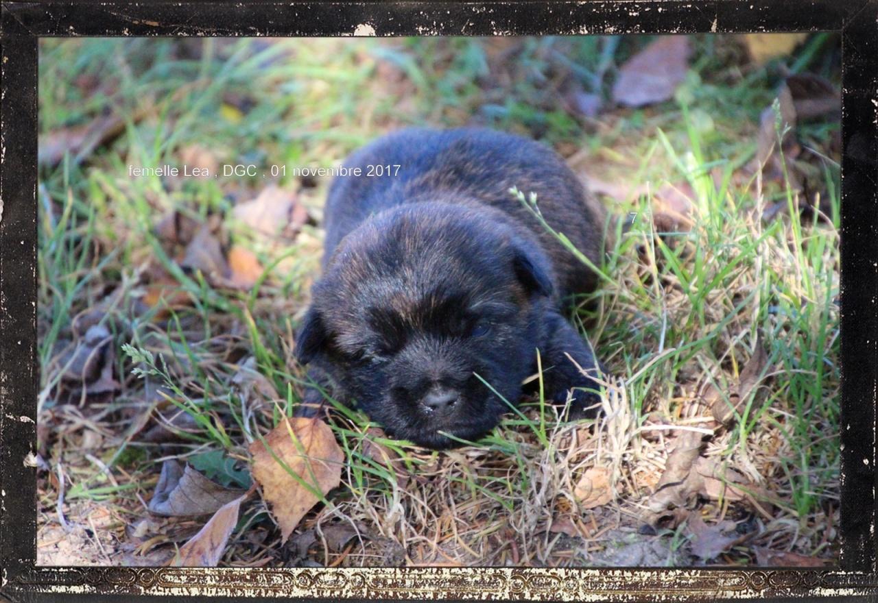 Cairn terrier