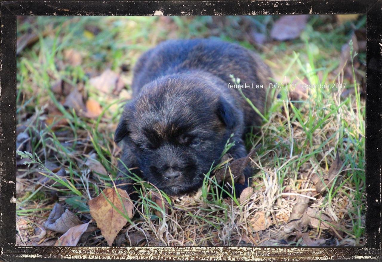 Cairn terrier