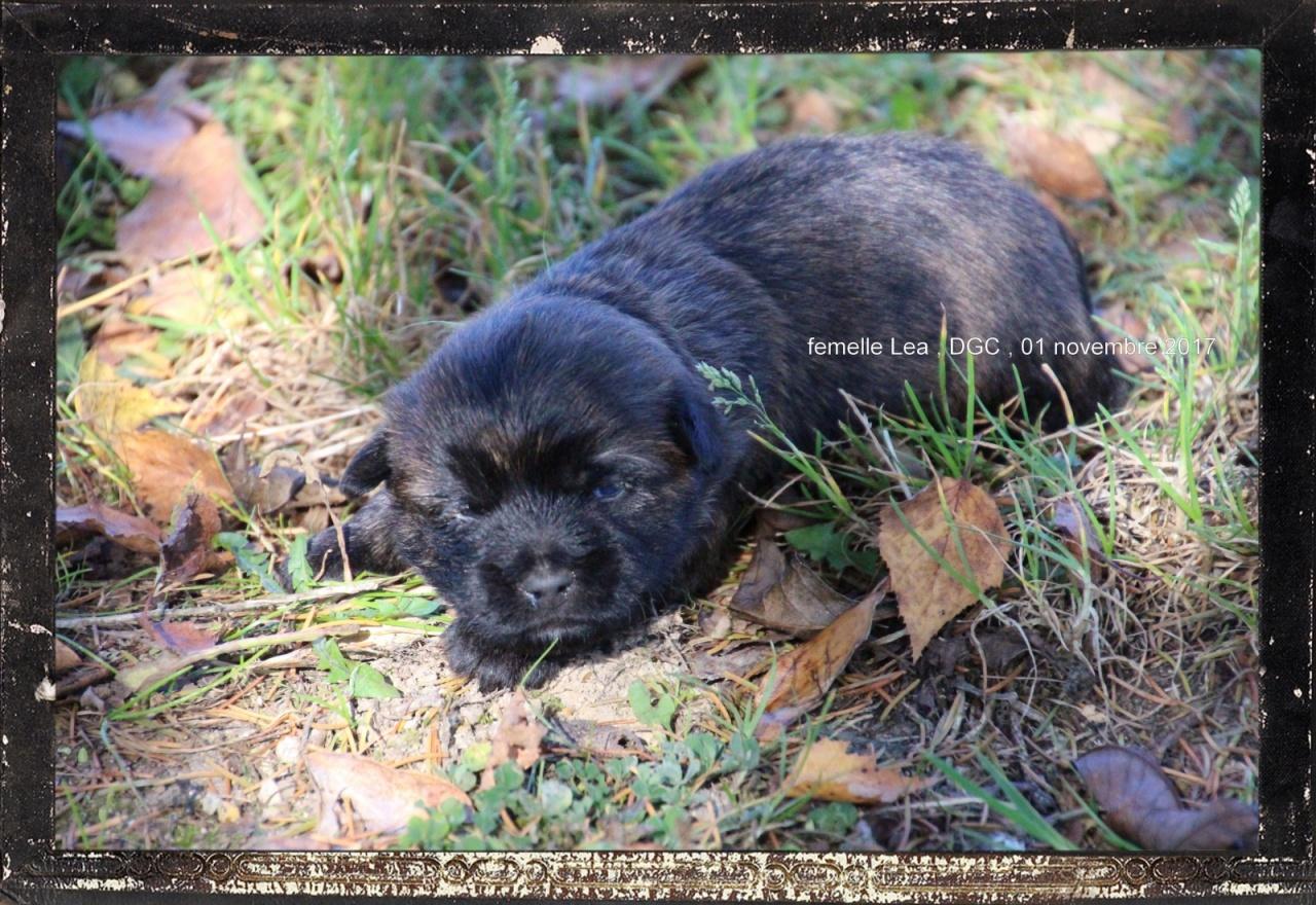 Cairn terrier