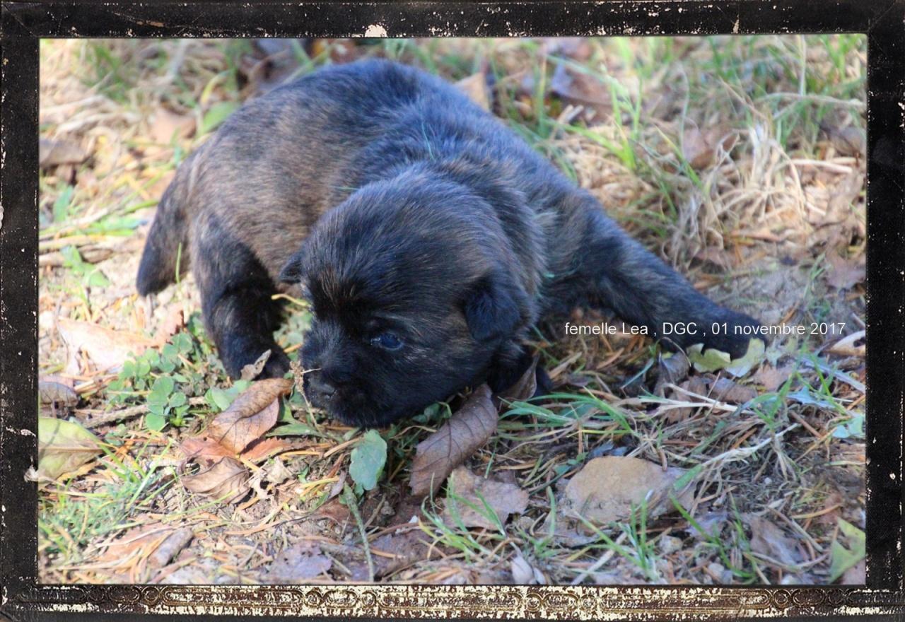 Cairn terrier