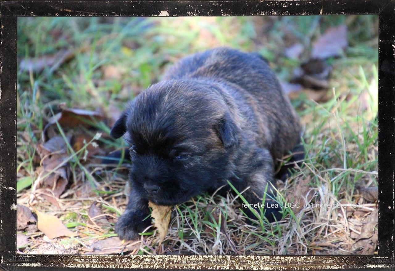 Cairn terrier