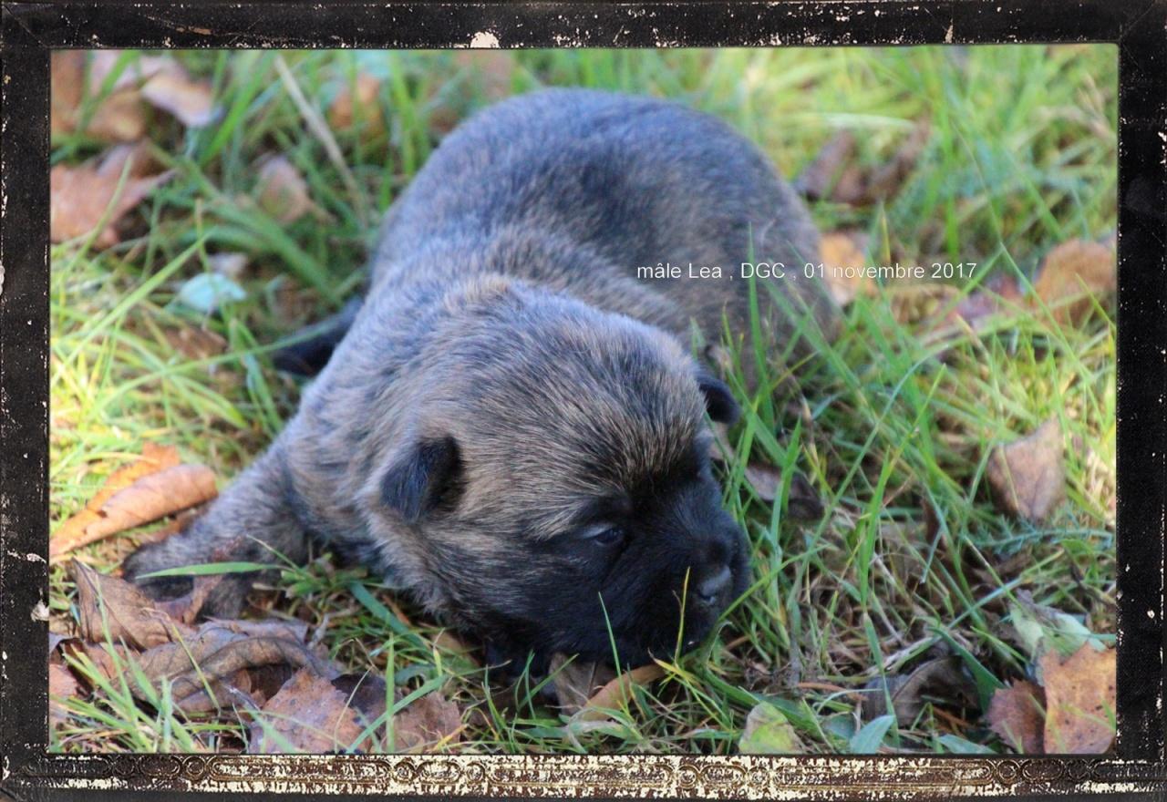 Cairn terrier