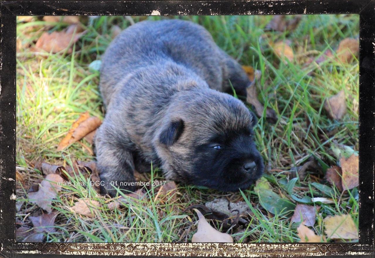 Cairn terrier