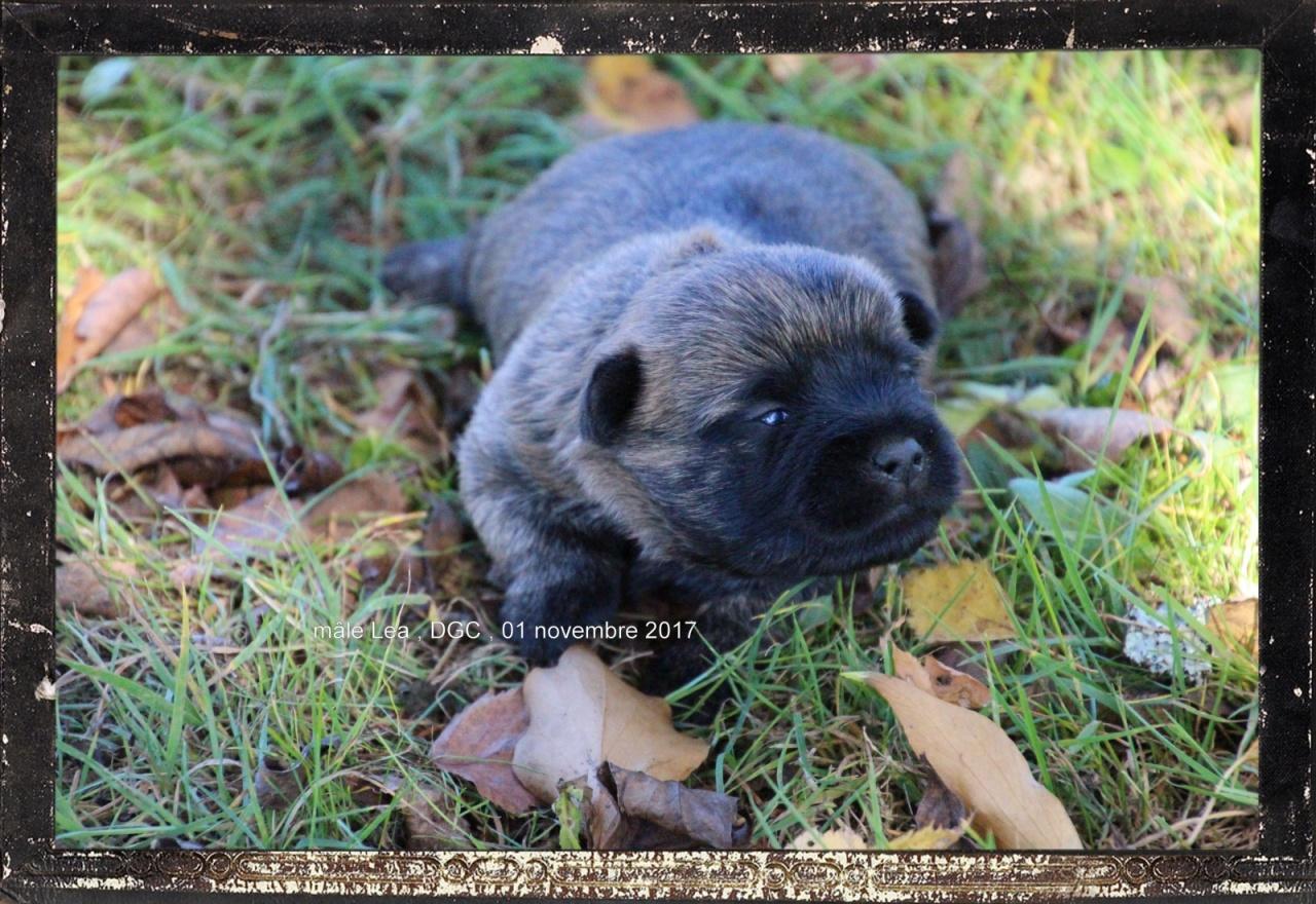 Cairn terrier