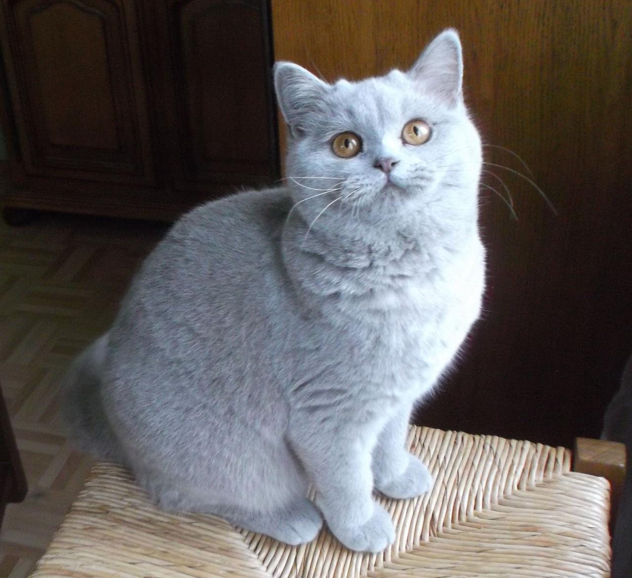 British shorthair