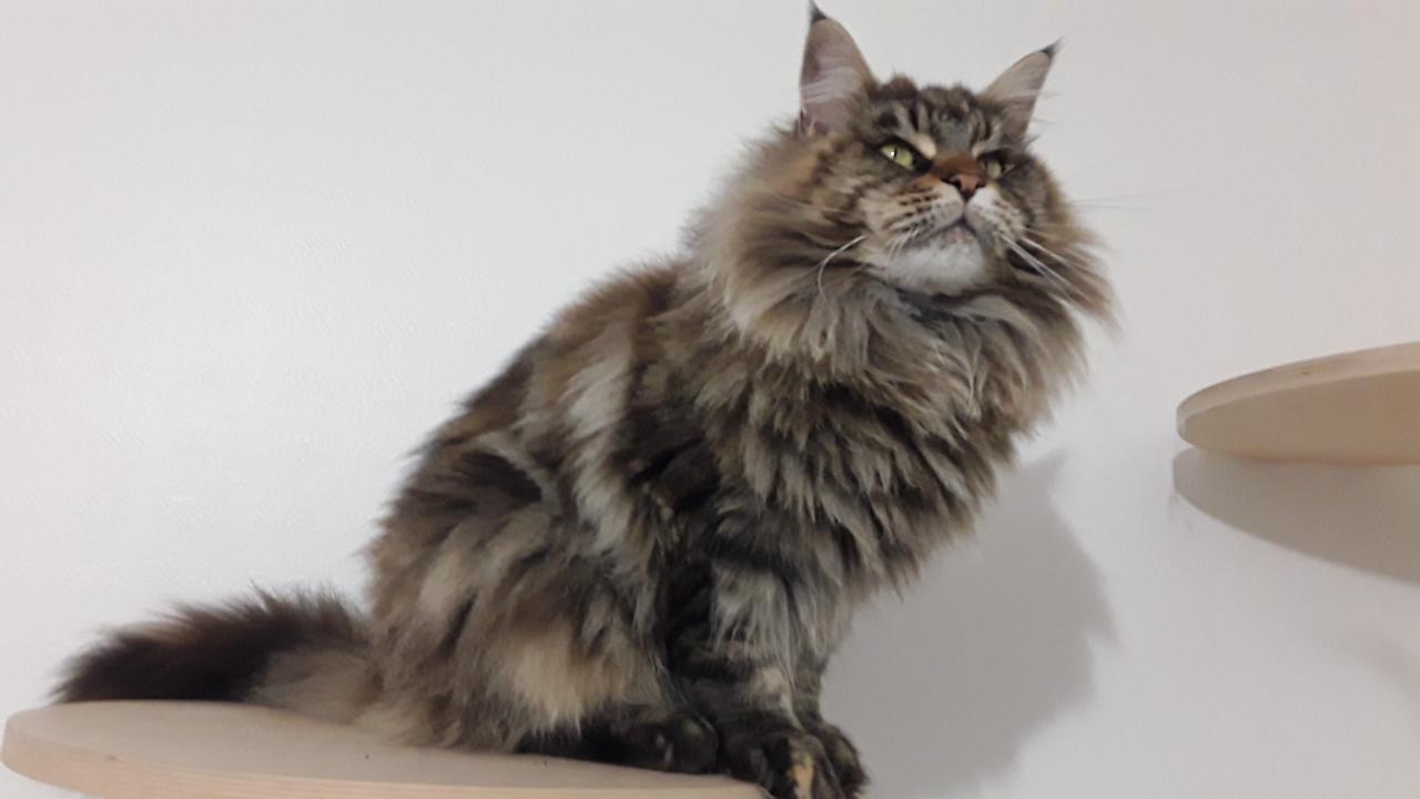 Maine coon