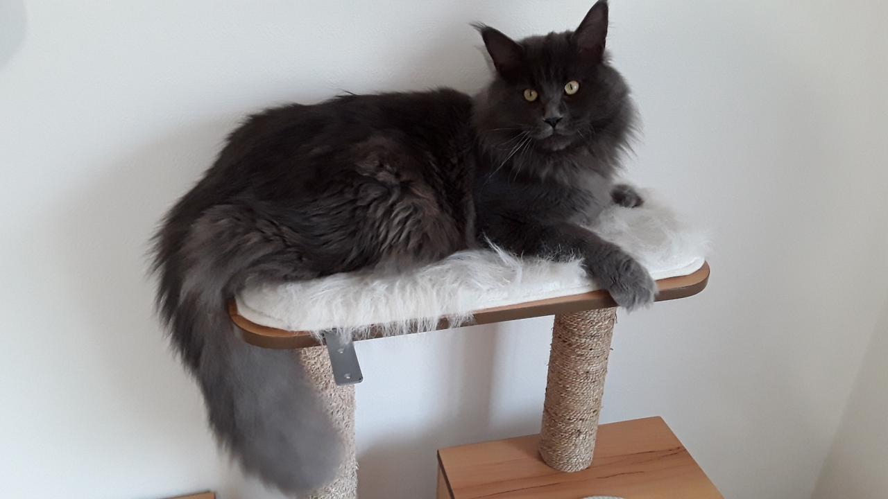 Maine coon