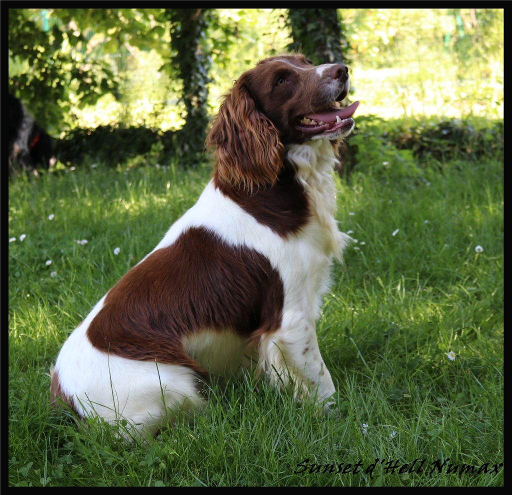 English springer spaniel