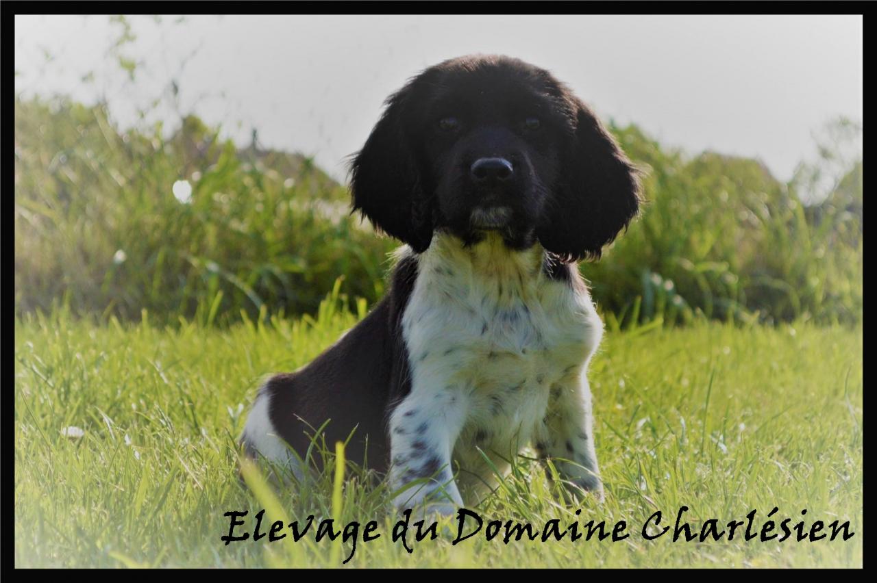 English springer spaniel