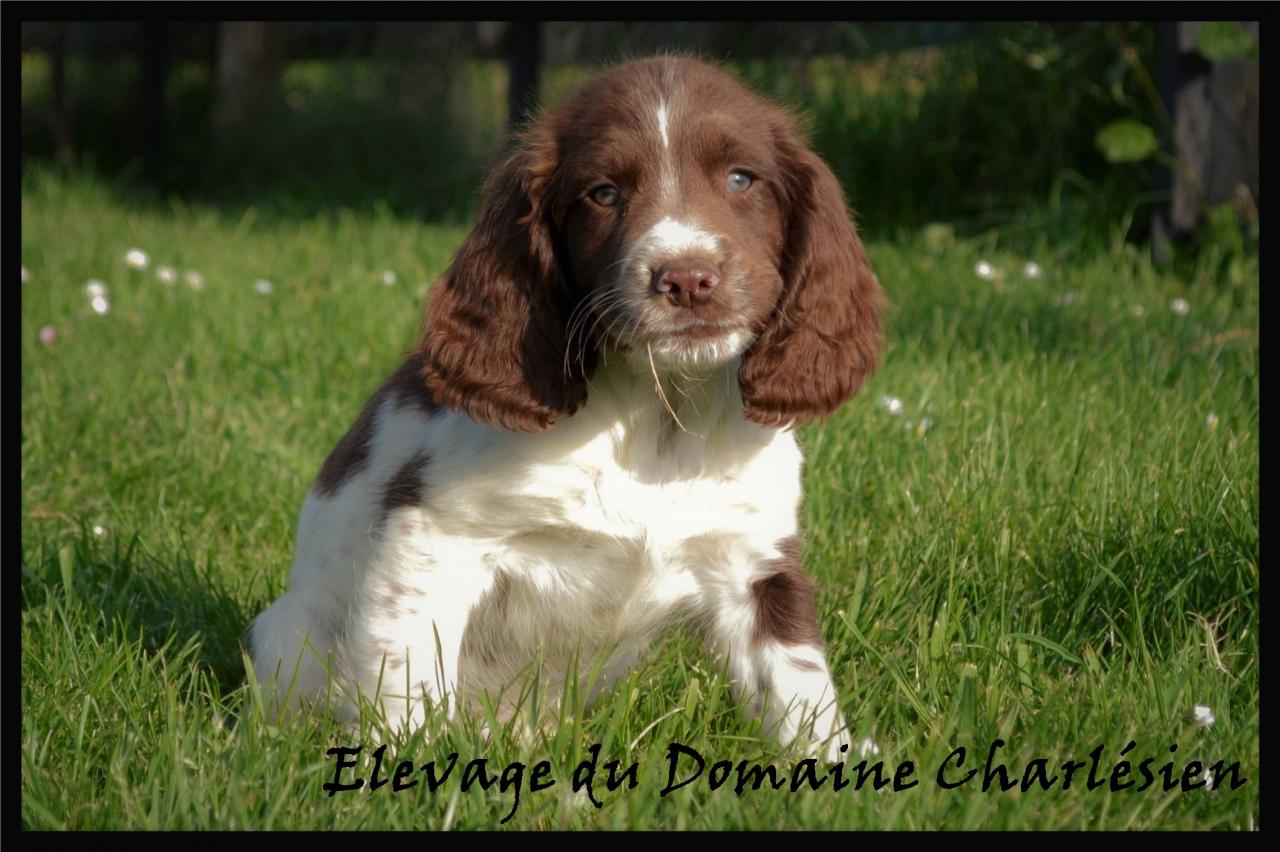 English springer spaniel