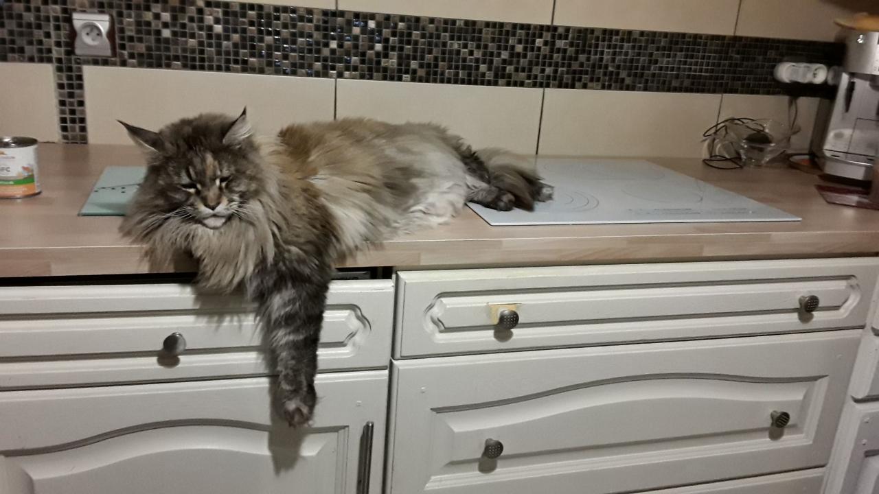 Maine coon