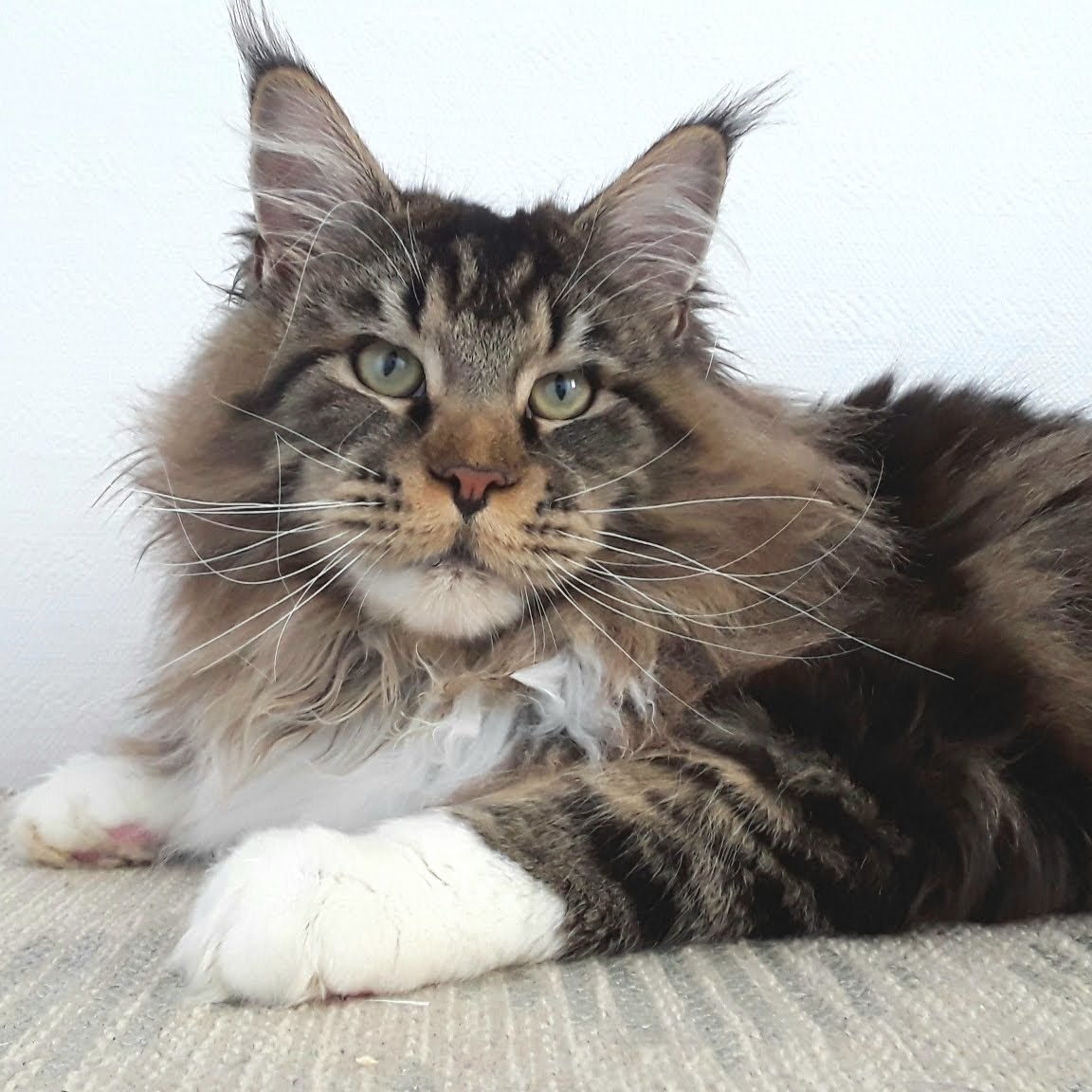 Maine coon