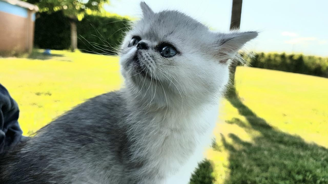 Exotic shorthair