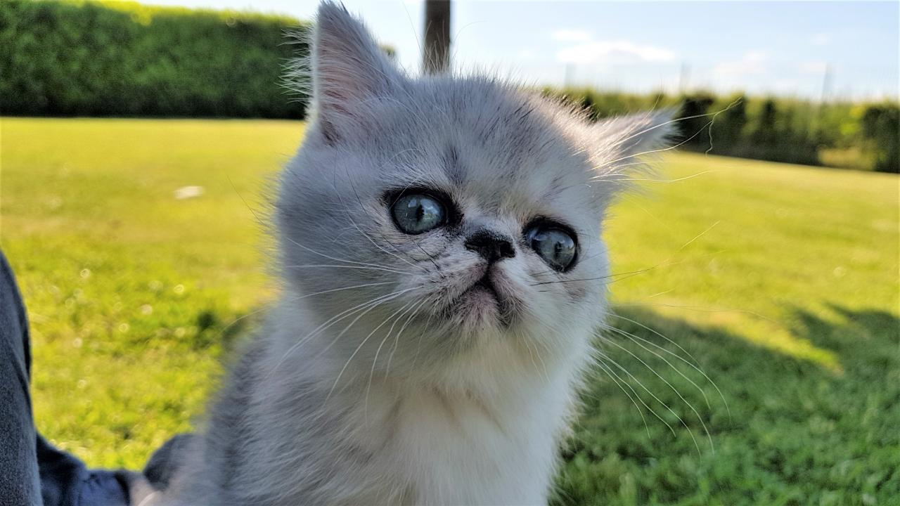 Exotic shorthair