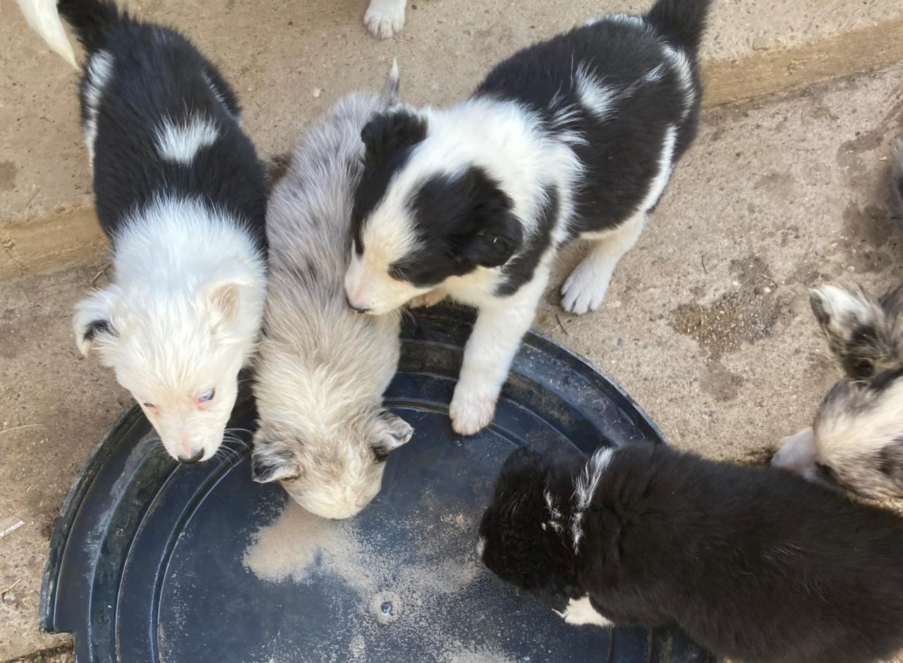 Border collie